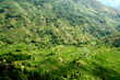 riziere de montagne (Yunnan - Chine) riziere de montagne (Yunnan - Chine)
