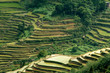 riziere de montagne (Yunnan - Chine) riziere de montagne (Yunnan - Chine)