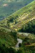 riziere de montagne (Yunnan - Chine) riziere de montagne (Yunnan - Chine)