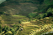 riziere de montagne (Yunnan - Chine) riziere de montagne (Yunnan - Chine)