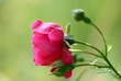 pink flower of garden rose on  green background
