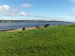 Ecosse, le Tay, vaches Ecosse, le Tay, vaches