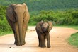 A mother and baby Elephant approach my vehicle