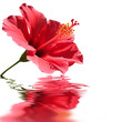 Fraîcheur hibiscus