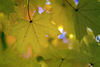 Maple in autumn. Maple in autumn.