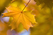 Autumn leaf Autumn leaf