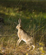 European hare. European hare.