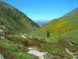 Rhododendrons en vallée d'Eyne Rhododendrons en vallée d'Eyne