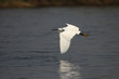 Seidenreiher (Egretta garzetta) im Okavango Delta, Botswana