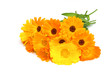 Ringelblume - calendula 03