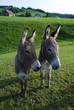 Swiss donkeys