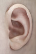 Extreme closeup of human ear - body part Extreme closeup of human ear - body part