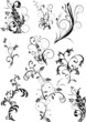 Floral element -  vector collection