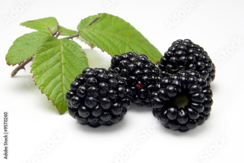 Photo: Close up of four freshly picked blackberries Close up of four freshly picked blackberries