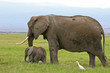 Eléphant