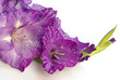 Gladiole - gladiolus 02