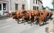 Troupeau de vaches Salers (Cantal) Troupeau de vaches Salers (Cantal)