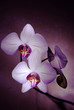 singing orchids.