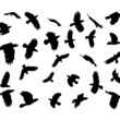 vector flying crows