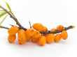 Sea-buckthorn berries berries isolated on a white background
