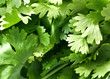 Photo en ligne au meilleur prix coriander leaves