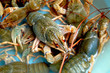 crayfishs crayfishs