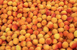 abricots abricots
