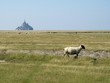 Moutons devant le mont saint michel