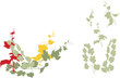 easy editable grapevine vector collection