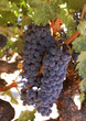 Napa vineyard