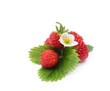 Strawberries (fruit, leafs and flowers) on white background