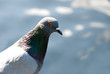 Common Dove, Columbia Livia