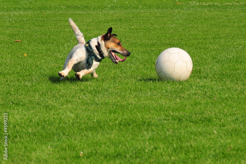 Dog Playing Football