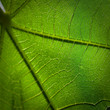feuille en gros plan, symbole des flux