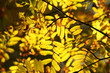 Autumn branch of the rowan. Yellow leaves in the sunlight.