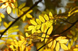 Autumn branch of the rowan. Yellow leaves in the sunlight.