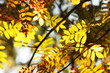 Autumn branch of the rowan. Yellow leaves in the sunlight.