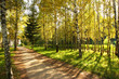 Autumn alley.Green grass, yellow leaves.