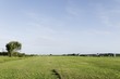 herbe golf