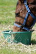 Cheval buvant Cheval buvant