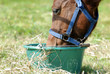 Cheval se désaltérant