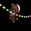 Kitten hanging from a string of lit Christmas Lights