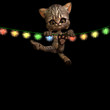 Kitten Hanging from a string of lit Christmas Lights..