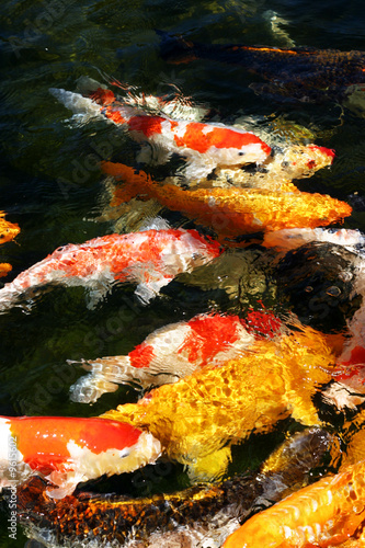 Photo: Koi fish in a feeding frenzy Koi fish in a feeding frenzy