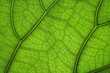 leaf close-up