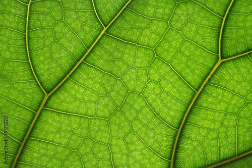 Foto: leaf close-up leaf close-up