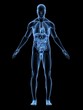männliche anatomie