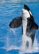 Killer Whale jumping out from water