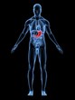 anatomie mit markiertem magen