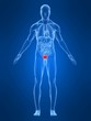 anatomie mit markierter blase